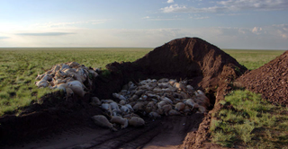 Illustration for article titled Over 120,000 Saiga Antelopes Have Inexplicably Died Since Mid-May